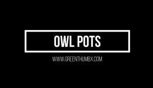 Owl Pot Collection with Succulents