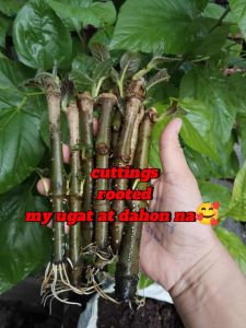 MADRE DE AGUA seeds for planting