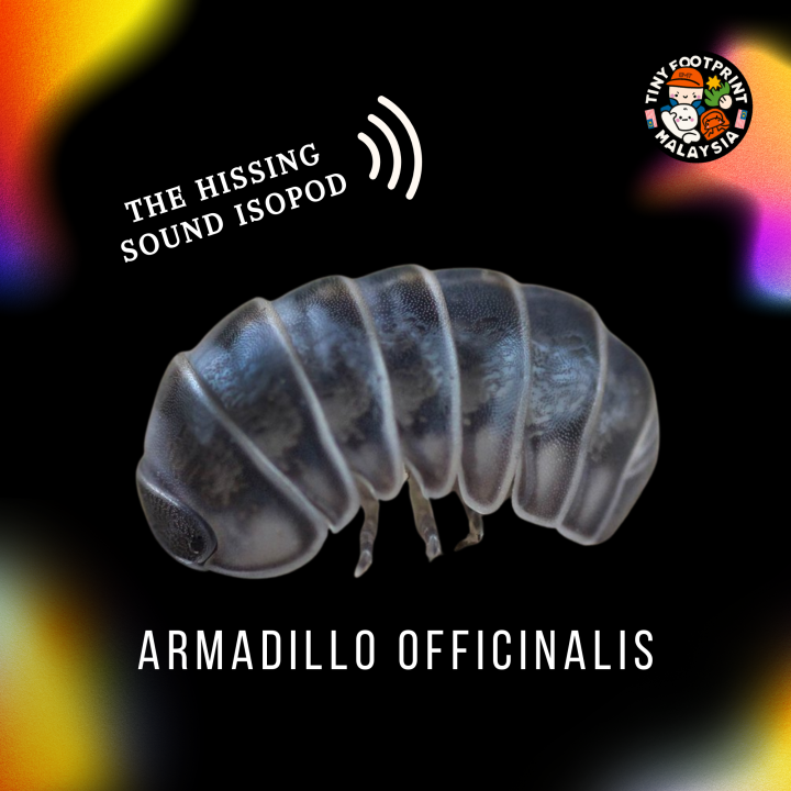 Isopods — Armadillo officinalis (The hissing isopod) Lazada