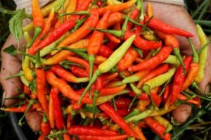 Paket 10 Bibit Cabe Rawit Super Unggul