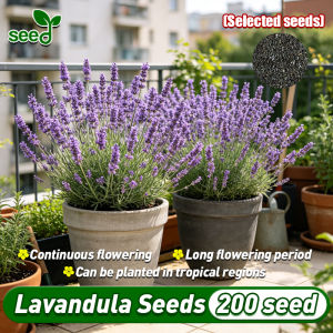 [Selected Seeds] 200pcs/pack Legit Fragrant Lavender Flower Seeds for Planting Bonsai Lavender Seeds for Gardening Lavandula Live Plants for Sale Indoor Plants Ornamental Flowering Plants Seeds Air Purifying Plants Garden Decor Flowers Local Ready Stock