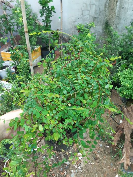 c%C3%A2y%20s%C6%A1n%20li%E1%BB%85u%20gi%E1%BB%91ng%20-%20Image%202