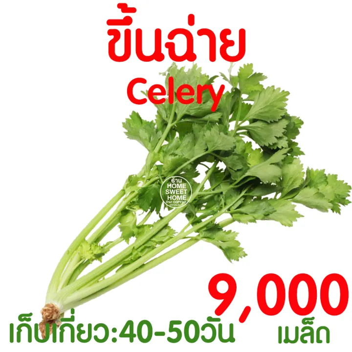 5 อันดับ เมล็ดพันธุ์ขึ้นฉ่าย ยี่ห้อไหนดี? ปลูกง่าย งอกดี สำหรับปี 2025