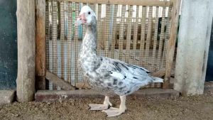 TELUR MENTOK HIAS WHITE HEAD MILENIAL UNTUK DI TETASKAN