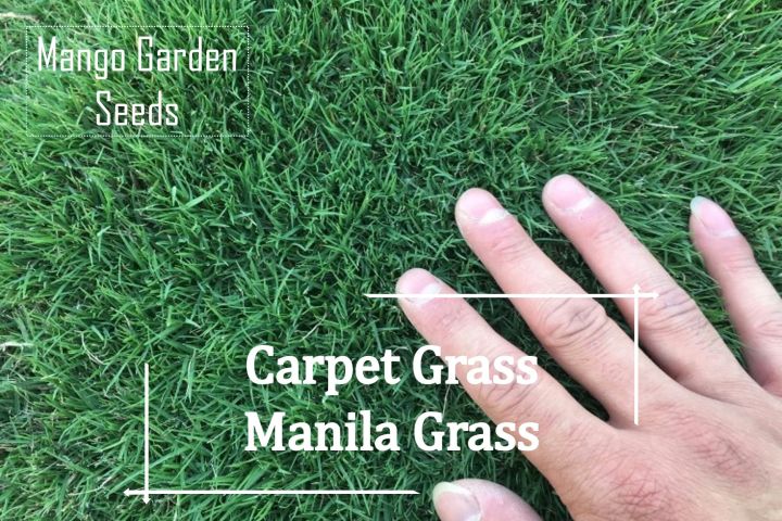 Benih Rumput Manila - 6000++ biji 🌱 Sesuai untuk laman, rumput hiasan ...