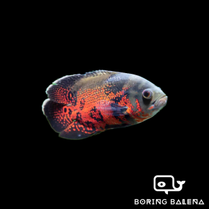 BRBN Tiger Oscar - Cichlid Fish - Ikan Cichlid Oscar- Aquarium Freshwater Fish / Ikan Air Tawar