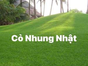 cỏ nhung nhật COMBO 5 mét vuông - cuộn 1m2 - ship toàn quốc nhanh chóng