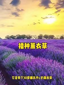Lavender lawn flowers and all-season vegetables
