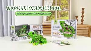 4D Frog Anatomy Model Montessori Toys Detachable Frog Organs STEM Biology Education Teaching Aid Early Learning Toy for Children