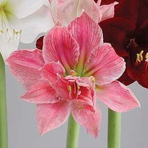 amaryllis live plant