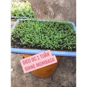 1kg.hạt giống Cỏ Ghine Mombasa Cỏ Sả Lá Lớn - Giống Cỏ Chăn Nuôi Nhiều Người Ưa Chuộng