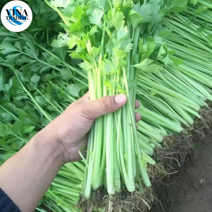 (1500 SEEDS) CELERY SEEDS/VENTURA VARIETY/FOR PLANTING/HIGH YIELDING