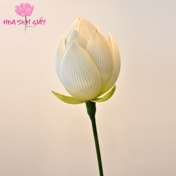 Cành búp sen trắng