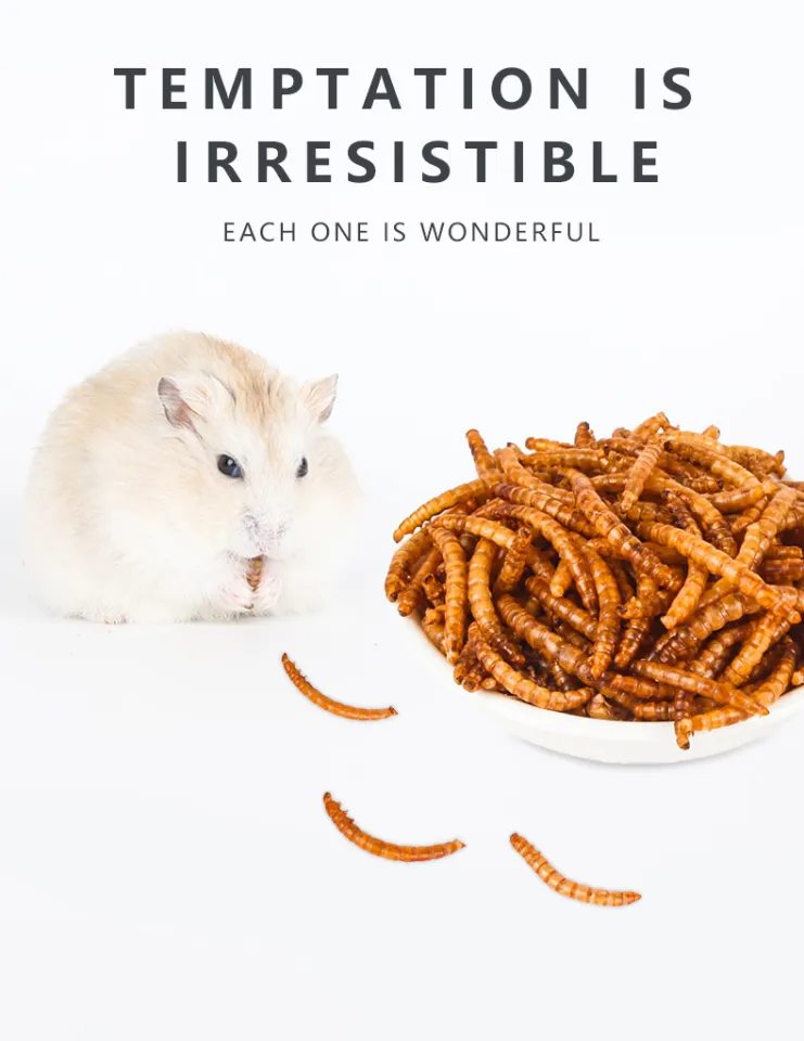 Hamsters 2024 eat mealworms