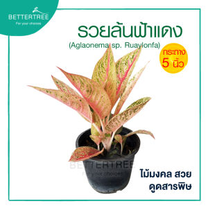 รวยล้นฟ้าเลกาซี่แดง กระถาง 5 นิ้ว อโกลนีมา ต้นไม้ ต้นไม้ฟอกอากาศ ต้นไม้มงคล