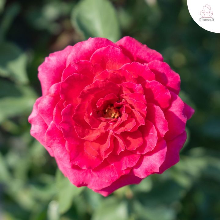 R5 กุหลาบพิงค์วาเลนไทน์ Pink Valentine Rose ถุง 8 นิ้ว / สูง 60-70 ซม. ...
