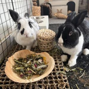 TMF Chén tô dĩa làm từ Mo Cau đồ chơi gặm cho Thỏ Bọ an toàn organic 100% areca palm sheath