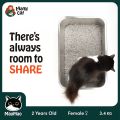 XL Stainless Steel Cat Litter Box | Extra Large Perfect for Sharing | Mami Cat. 