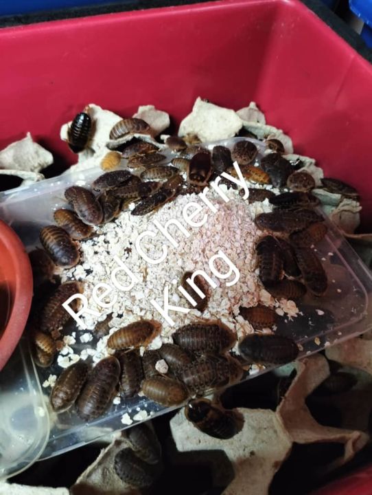 Fresh Look at Dubia Roach 杜比亚