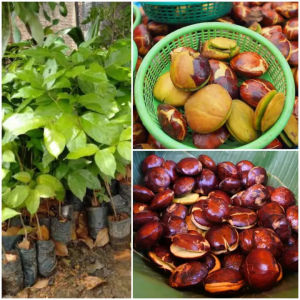 Bibit Tanaman Jengkol Unggulan