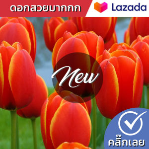 หัวทิวลิป World Favourite ดอกสีส้ม Wanthai ขายหัวลิลลี่ ว่านสี่ทิศ ทิวลิป ต้นไม้ฟอกอากาศ เมล็ดดอกไม้