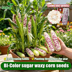 [Selected Seeds] 40pcs/pack Sweet Glutinous Bi-color Corn Seeds for Planting Vegetables Plants (Fast Growing) 100% Original Sweet Corn Seeds F1 Hybrid Sugar Waxy Corn Seeds Rainbow Corn Mais Vegetable Seeds for Gardening Cereal Seeds Corn Live Plants