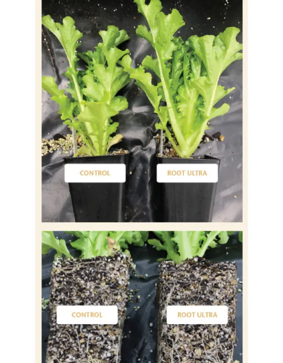 Growth%20Technology%20Root%20Ultra%20Plus%20Root%20Booster%20Transplant%20Additive%20Organic%20Plant%20Extracts%20Seaweed%20Vitamins%20Foliar%20Apply%20Soil%20Drench%20For%20Explosive%20Healthy%20Rooting%20-%20Image%204