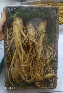 Nhân Sâm Tươi Hàn Quốc 6 Củ- 1Kg Sâm Tươi Hàn Quốc có tác dụng chống mệt mỏi minh mẫn sảng khoái sâm hàn quốc nhân sâm hàn quốc sâm tươi hầm gà sâm tươi ngâm mật ong Tetosi