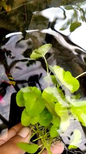 Hidrocotyl Tanaman Aquascape Murah