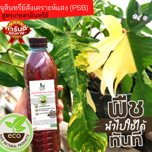 จุลินทรีย์สังเคราะห์แสง 100% ออร์แกนิค ❌ไม่มีสารเคมี หัวเชื้อจุลินทรีย์ บำรุงต้น ใบ ดอก เร่งผลออกไว ผลดก สูตรORGANIC  ขนาด 600 ml