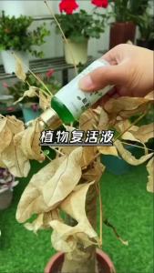 【Ship in 24H】Local【Save Your Plant】生根剂植物营养液通用型植物花卉复活液 Universal Plant And Flower Rejuvenation Liquid/Nutrient Rooting Liquid/Plant Nutrient Solution