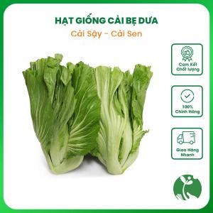 Hạt giống rau Cải Bẹ dưa (Cải Sậy Cải Sen Cải làm Dưa chua) gói 20gr trồng quanh năm
