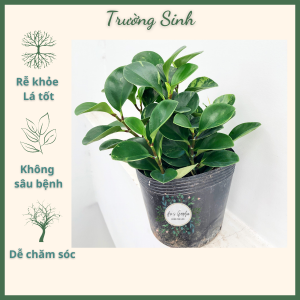 Cây Trường Sinh Cây trưởng thành cao 25 - 35cm (Cây trồng trong chậu nhựa) cây phong thủy hút tài lộc trang trí sân vườn văn phòng giá rẻ Giao hàng nhanh