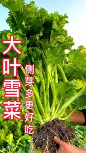 New product: large-leaf pickled mustard greens nine-headed bird pickled mustard greens pickled plum vegetables and mustard pickles