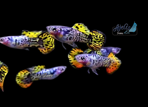 🐟Ajelis Guppy🐟Galaxy Sunset Yellow Round Tail Guppy 银河黄日落圆尾孔雀鱼 - Aquarium Ornamental Fish Ikan Hiasan 孔雀鱼 圆尾 特殊尾