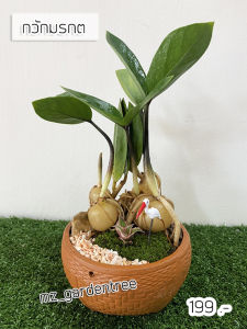 [[ต้นไม้จริง]] สวนถาด กวักมรกต