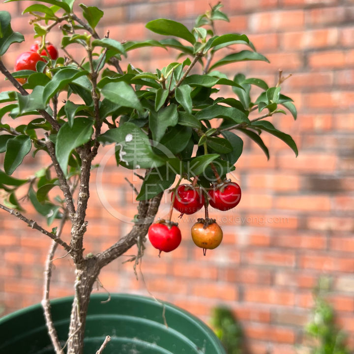TKL - Outdoor Prunus Cerasifera Lee Cherry Stem/Root Bonsai Shaped 🍒 ...
