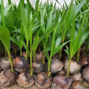Bibit Kelapa Wulung Genjah Asli 100% Termurah Super Unggulan