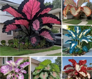 Colorful Leaf Taro Garden for Gardening Beginners Multi-Color Options Ornamental Variety Perfect for Plant Lovers