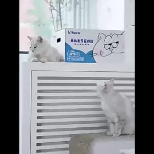 Ready Stock~ Mixed Tofu Cat Litter Flushable Deodorant