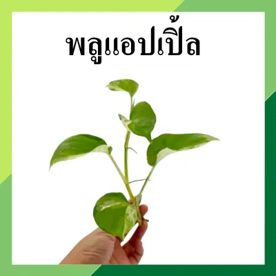 🌱 (ซื้อ 6 กิ่งลด 10.-) 🌱ต้นไม้ปลูกน้ำ ต้นไม้เลี้ยงในน้ำ พลูด่าง พลูใบเงิน พลูบราซิล พลูฉลุ เงินไหลมา ไผ่กวนอิม ไม้ฟอกอากาศ