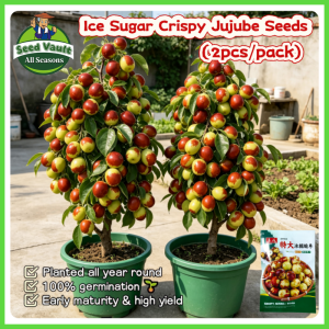 100% Legit High Germination 2pcs Ice Sugar Crispy Jujube Seeds for Planting Fruit Tree High Yield Sweet Mansanitas Fruit Seeds Tropical Dwarf Mansanitas Fruit Plants Balcony Mansanitas Seedlings Jujube Live Plant Indoor Outdoor Fruit Bearing Tree Planting