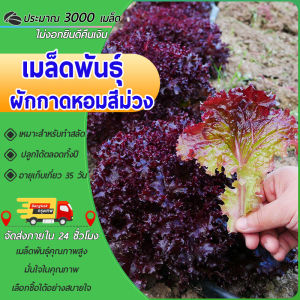 3000เมล็ดเมล็ดพันธุ์ผักกาดหอมสีม่วงเมล็ดพันธุ์ผักสลัดสีม่วงผักกาดหอมม่วงเมล็ดผักกาดหอม  เมล็ดผักสวนครัว เมล็ดพันธุ์ผัก