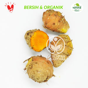 Biang Kunyit Segar Organik 500 gr - Super Tua