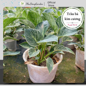 Cây Trầu Bà Kim Cương để bàn 3 thân | Cây phong thủy mini để bàn Lỗi 1 đổi 1 Thu hút ánh nhìn Mang lại may mắn