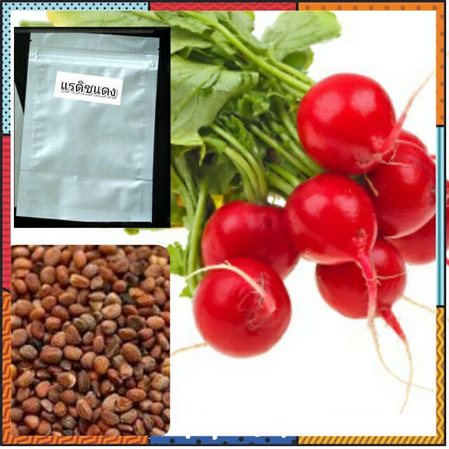 เมล็ดพันธุ์แรดิชแดง 50 เมล็ด