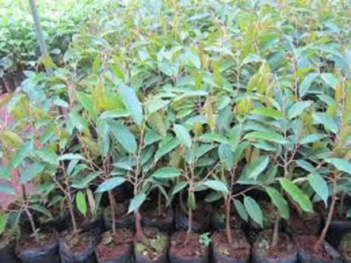 xem dimension và shape của array trong numpy của... Cây giống sầu riêng Musang King - vua của các dòng sầu riêng | Lazada.vn