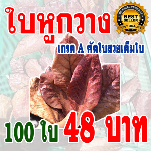พร้อมส่งใบหูกวาง 50ใบ  เกรดA+++ ใบหูกวาง ตากแห้ง  คัดใบสวยเต็มใบ  เร่งสีปลากัด ใบหูกวางช่วยให้ปลากัดสวยงามขึ้น ปรับสภาพน้ำ