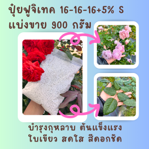 ปุ๋ยบำรุงกุหลาบสูตร 16-16-16+5% S แบ่งขาย 900 กรัม