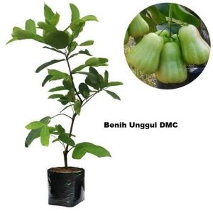 Bibit Jambu Air Madu Deli (MDH) Super Okulasi